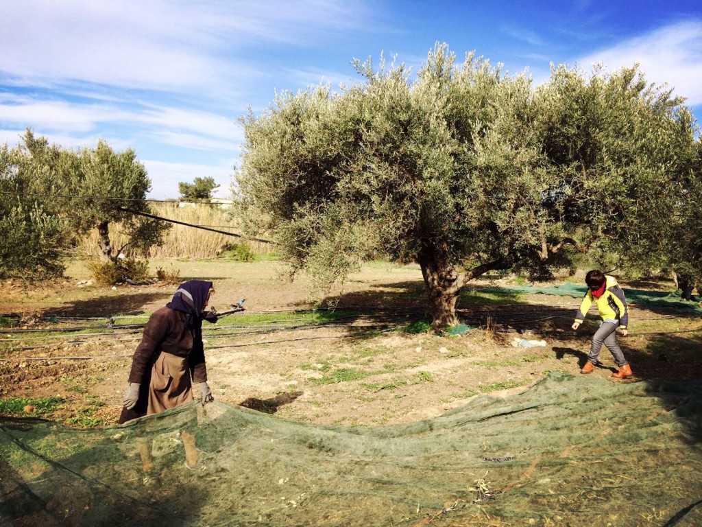 马托迪--希腊油果兼用油橄榄品种，原产希腊、法国，油橄榄果实顶端乳突非常明显，果柄特长，适宜于管理相对粗放的山地栽植。