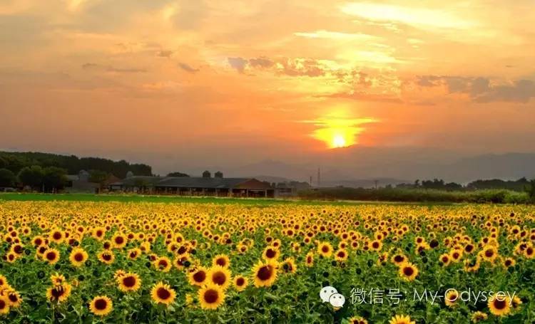 sunflower_15
