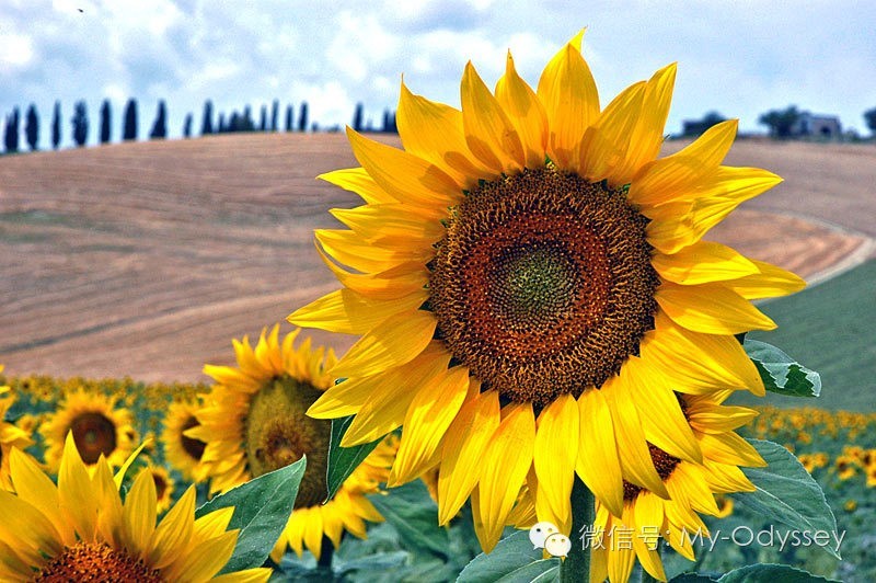 sunflower_16