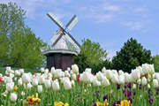 只有去荷兰一次，才知道郁金香和风车王国有多美！