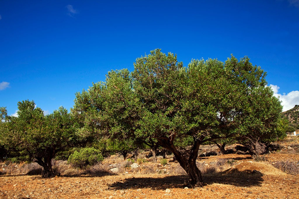 Greece, Kos, Southern Europe; Olive trees