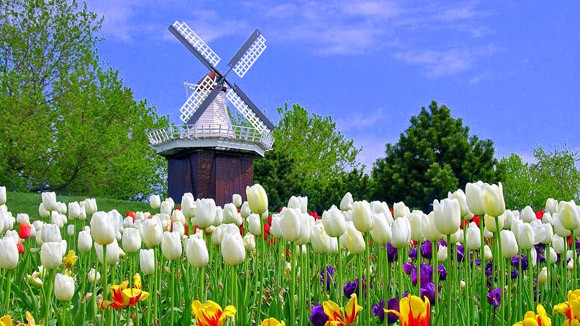 Holland Michigan Tulip Festival - Windmill and Tulip Flowers