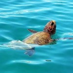 扎金索斯浪漫航行之旅 第5天