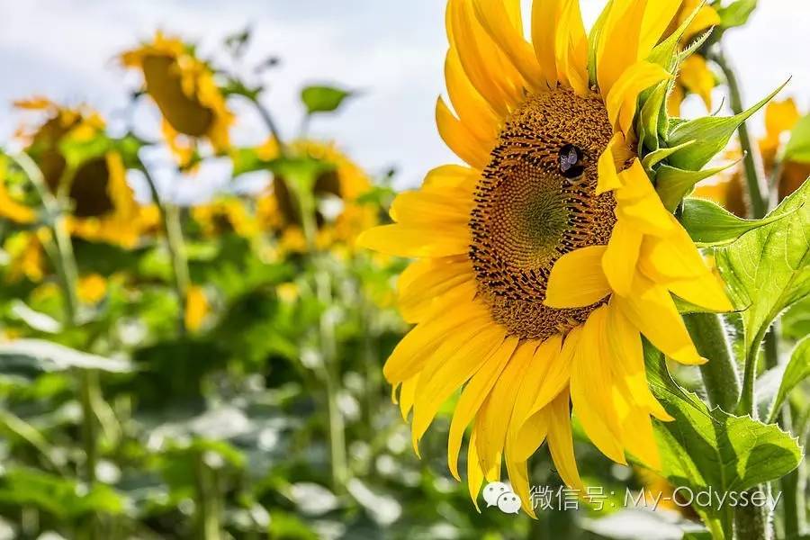 sunflower_4