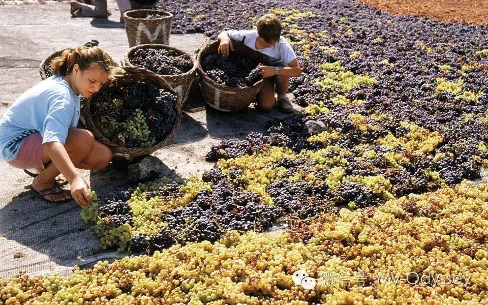 希腊的秋天脚踩葡萄酿酒，涌向葡萄园并度过忙碌的一天