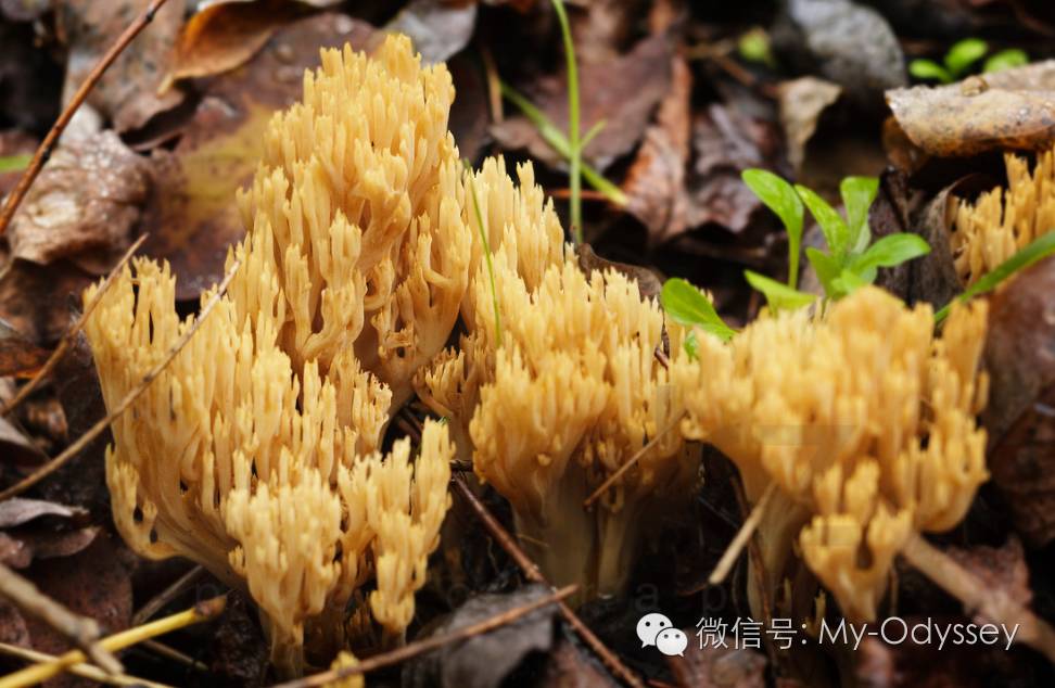 格雷韦纳出产的菌菇品种超过2600种