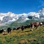 意大利北部冬季缤纷体验之旅 <span>(法拉利试驾·滑雪·品酒·松露采摘)</span> 第5天