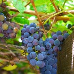 意大利北部冬季缤纷体验之旅 <span>(法拉利试驾·滑雪·品酒·松露采摘)</span> 第6天